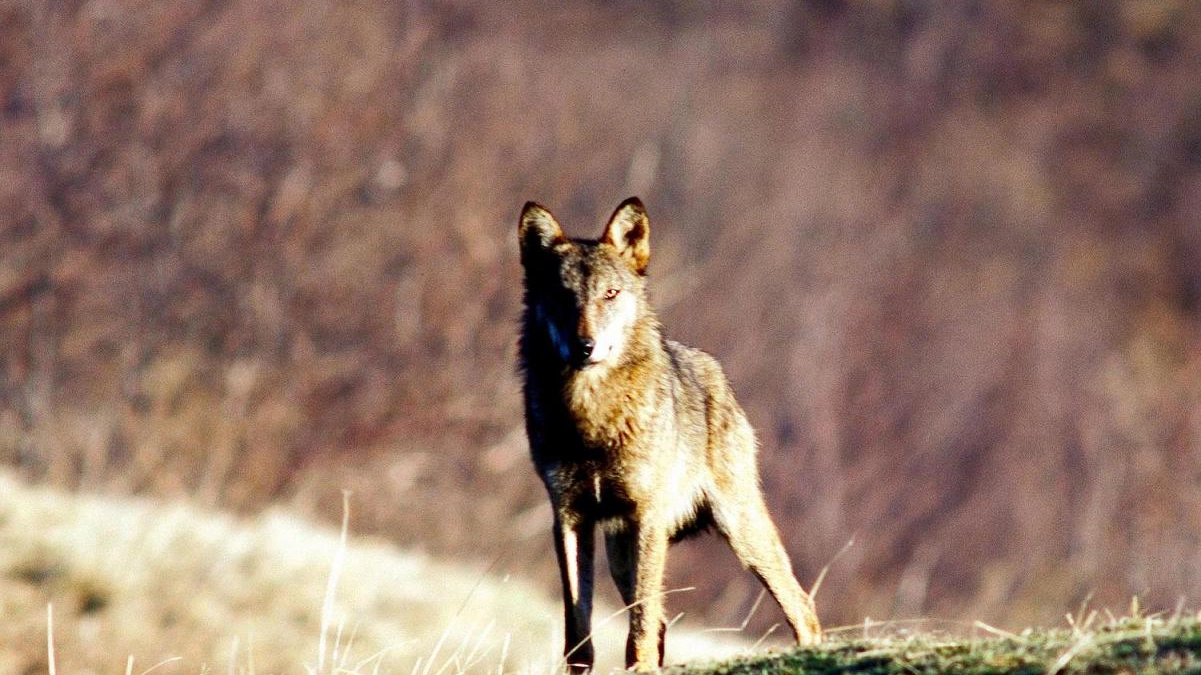 Lupi: il maschio alfa per gli scienziati non esiste. Ecco cosa significa