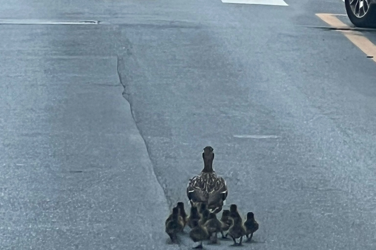 Mamma anatra e 12 anatroccoli a spasso in piazza V Giornate a Milano