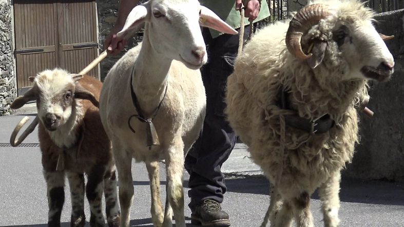 La Tessuti di Sondrio punta al recupero della specie per un mercato artigianale di nicchia