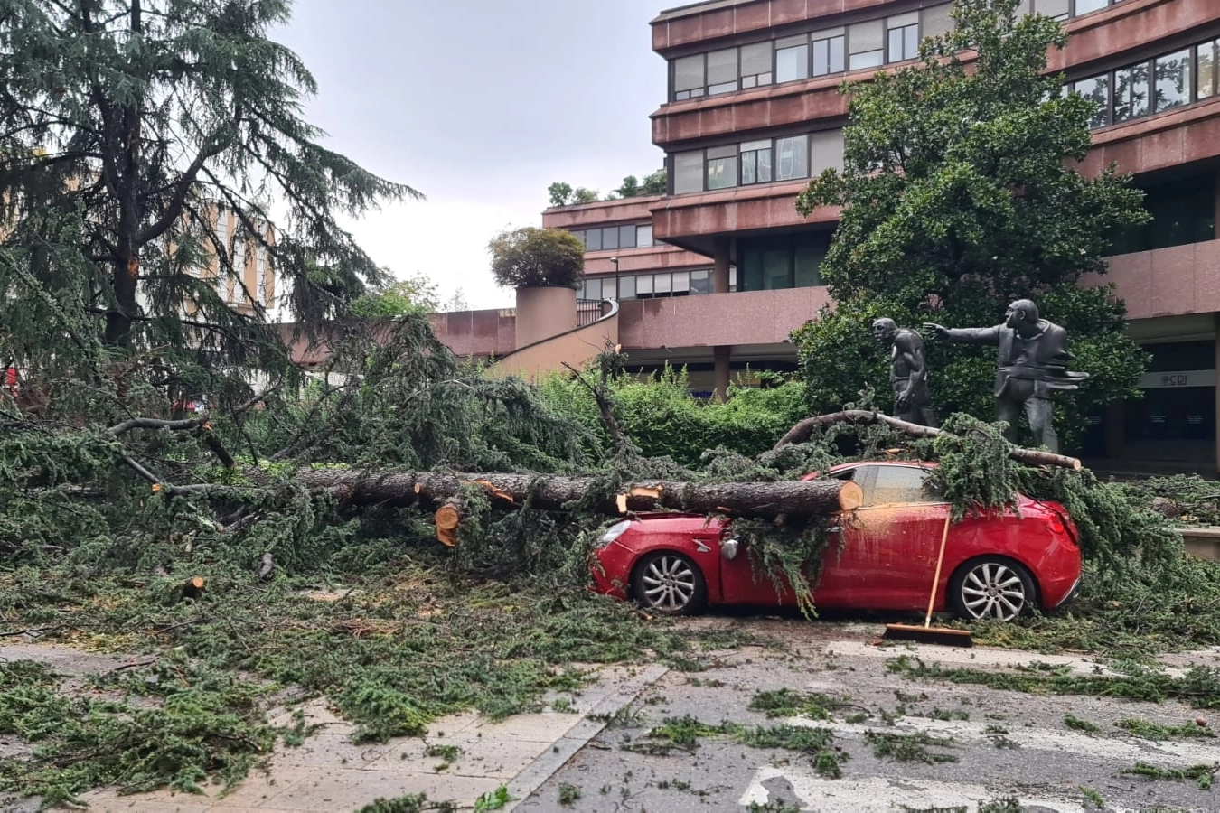 L'albero caduto in corso Italia a Legnano
