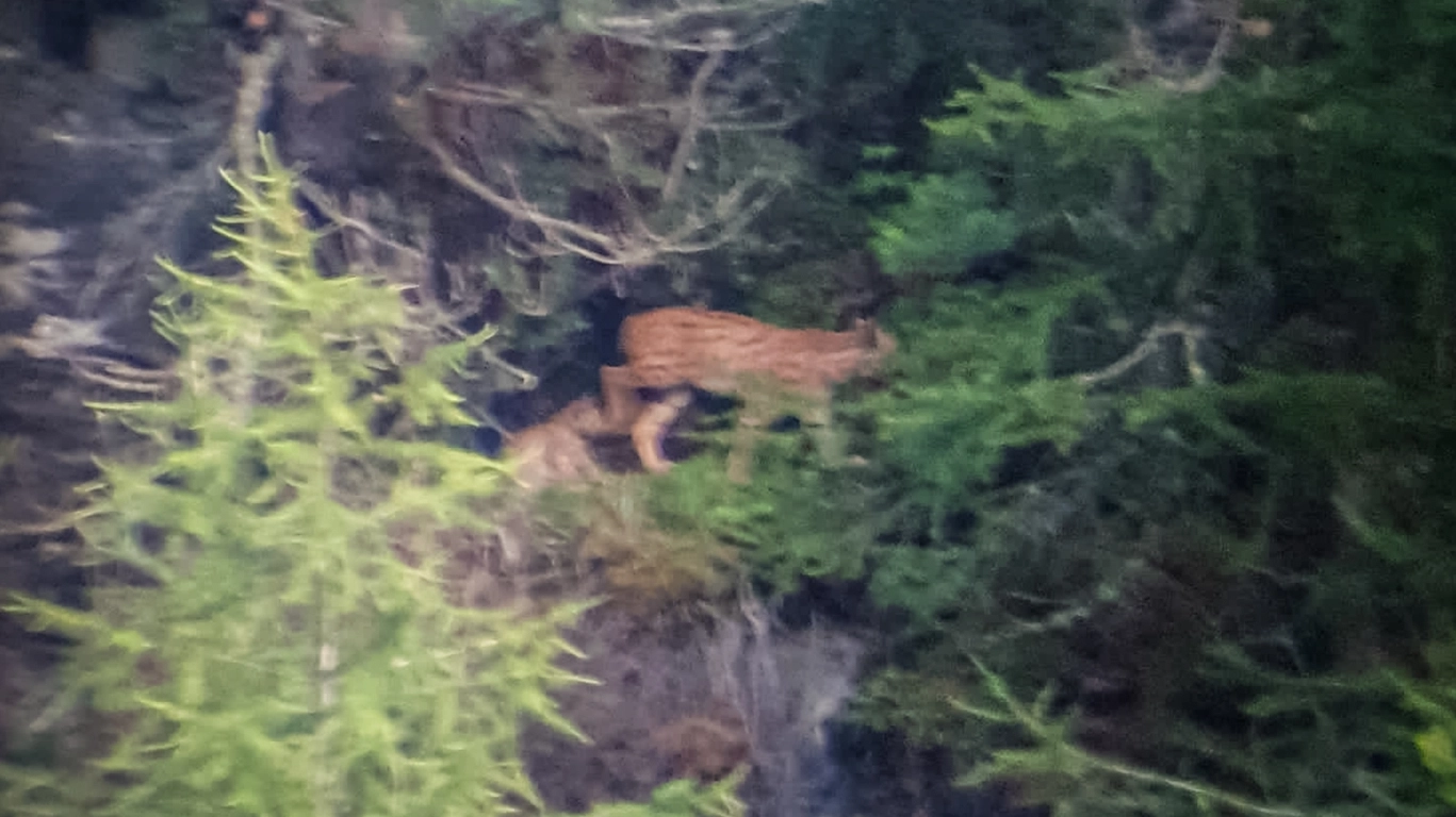 La lince coi cuccioli fotografata dal cacciatore in Engadina, sulle Alpi svizzere La lince coi cuccioli fotografata dal cacciatore in Engadina, sulle Alpi svizzere