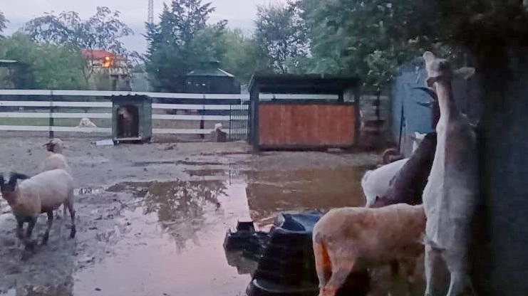 

Grandine a Monza: Merli, Civette e Animali Selvatici Feriti