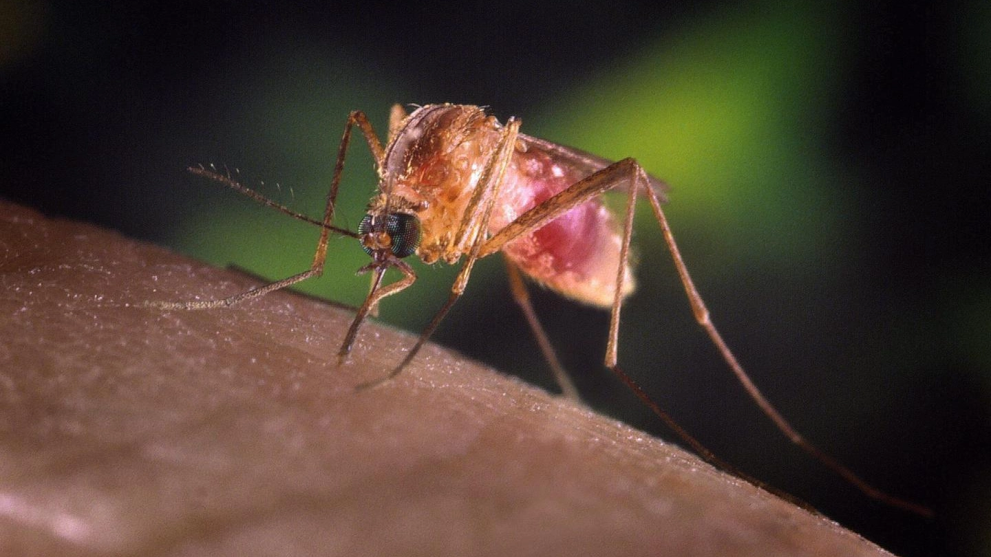 L’infezione passa attraverso la puntura delle zanzare