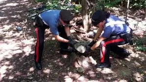I carabinieri nei boschi della droga I carabinieri nei boschi della droga