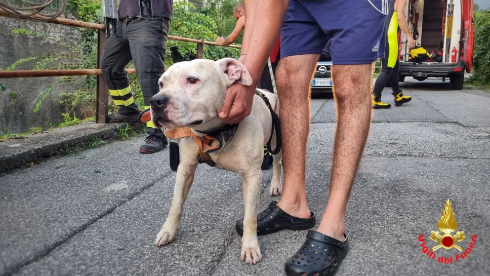 Il cane Bori recuperato dal torrente Il cane Bori recuperato dal torrente