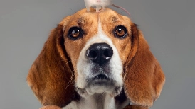 La campagna della Lav contro l'utilizzo di animali nella ricerca