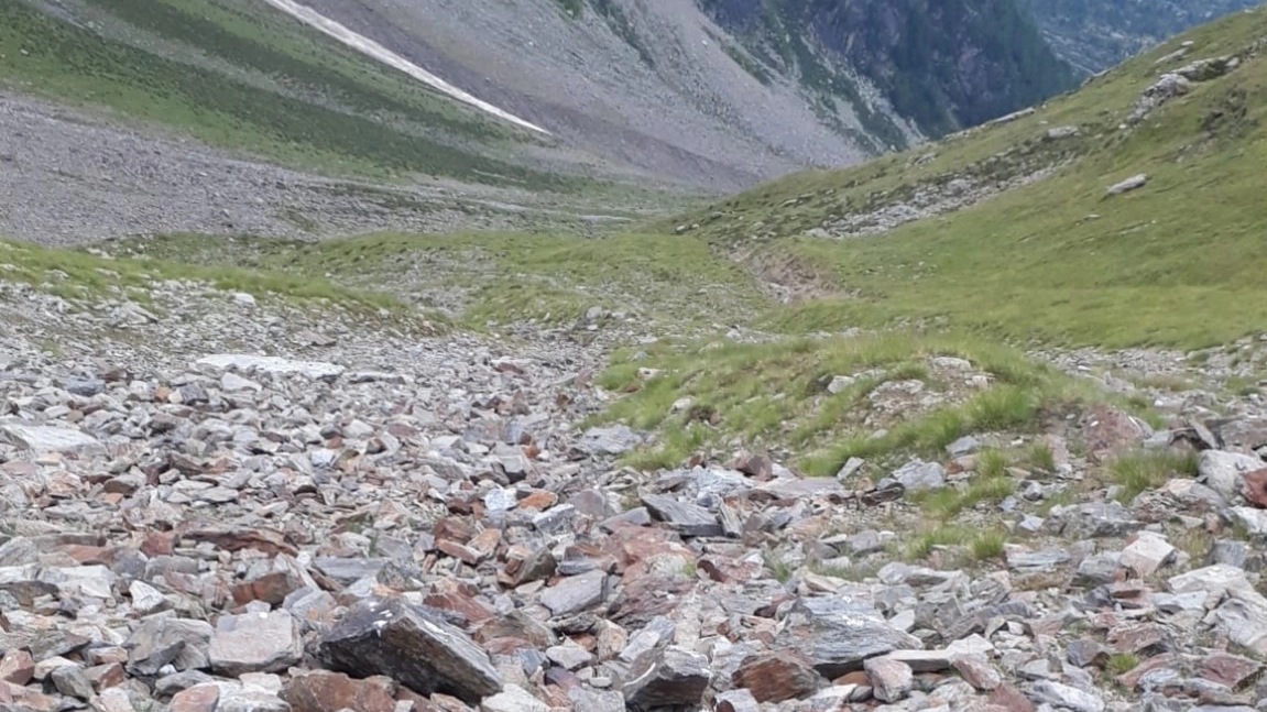 I resti di una delle pecore sbranate dai lupi in Val di Rezzalo
