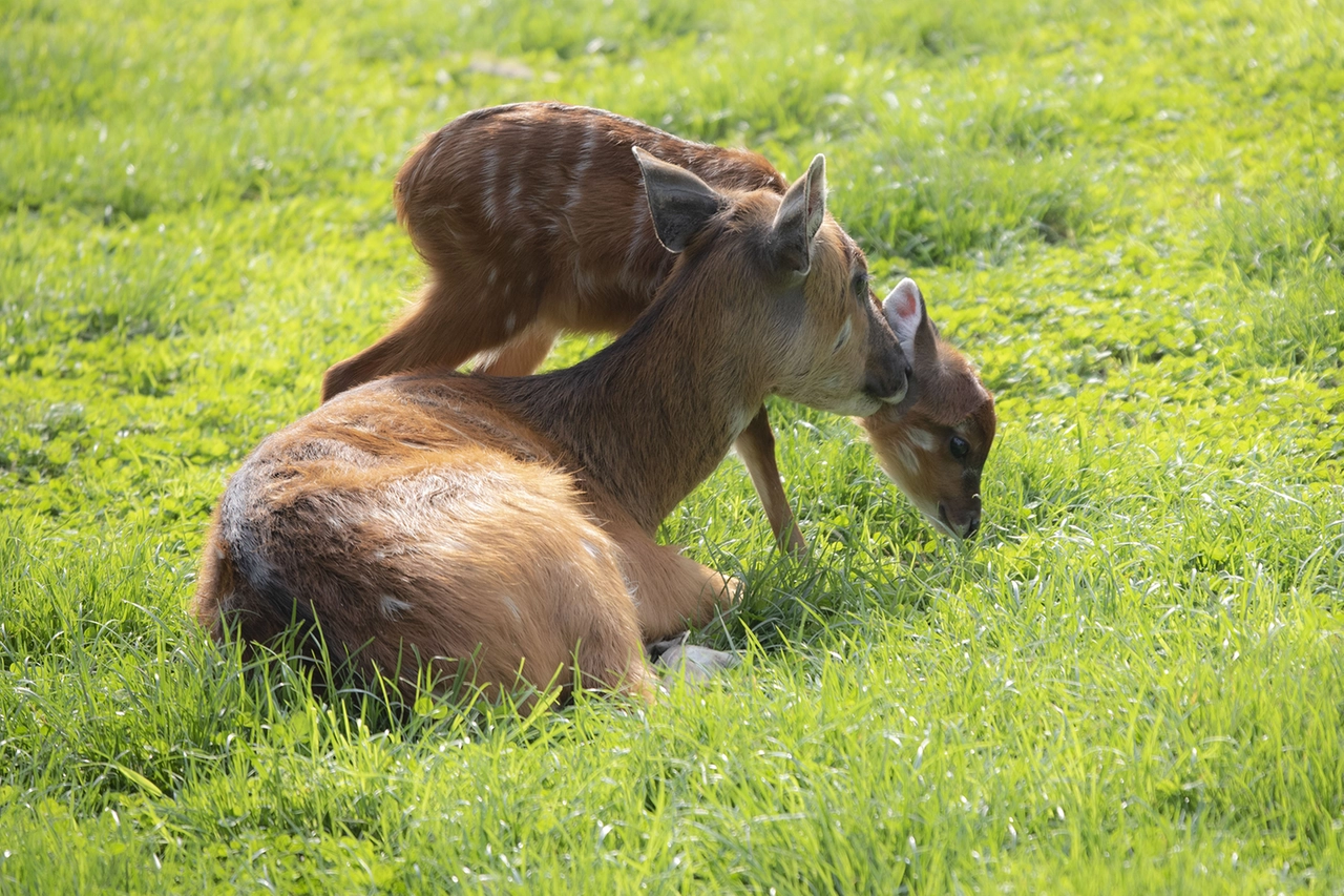 Il cucciolo di sitatunga con la mamma