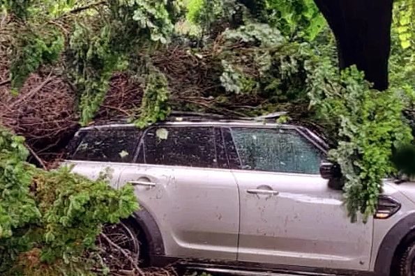 Treviglio, l'auto investita da una grossa pianta