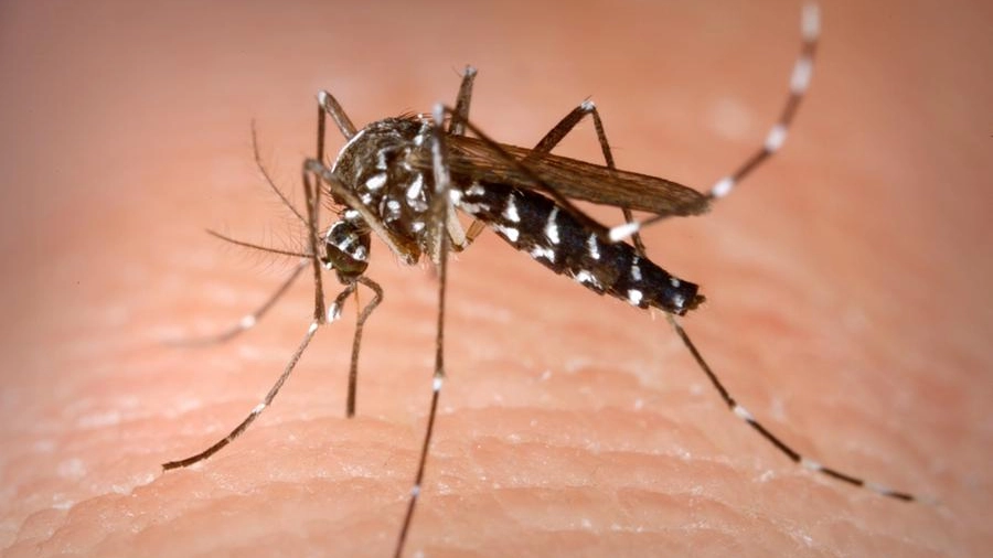 Zanzara trasmette la Dengue
