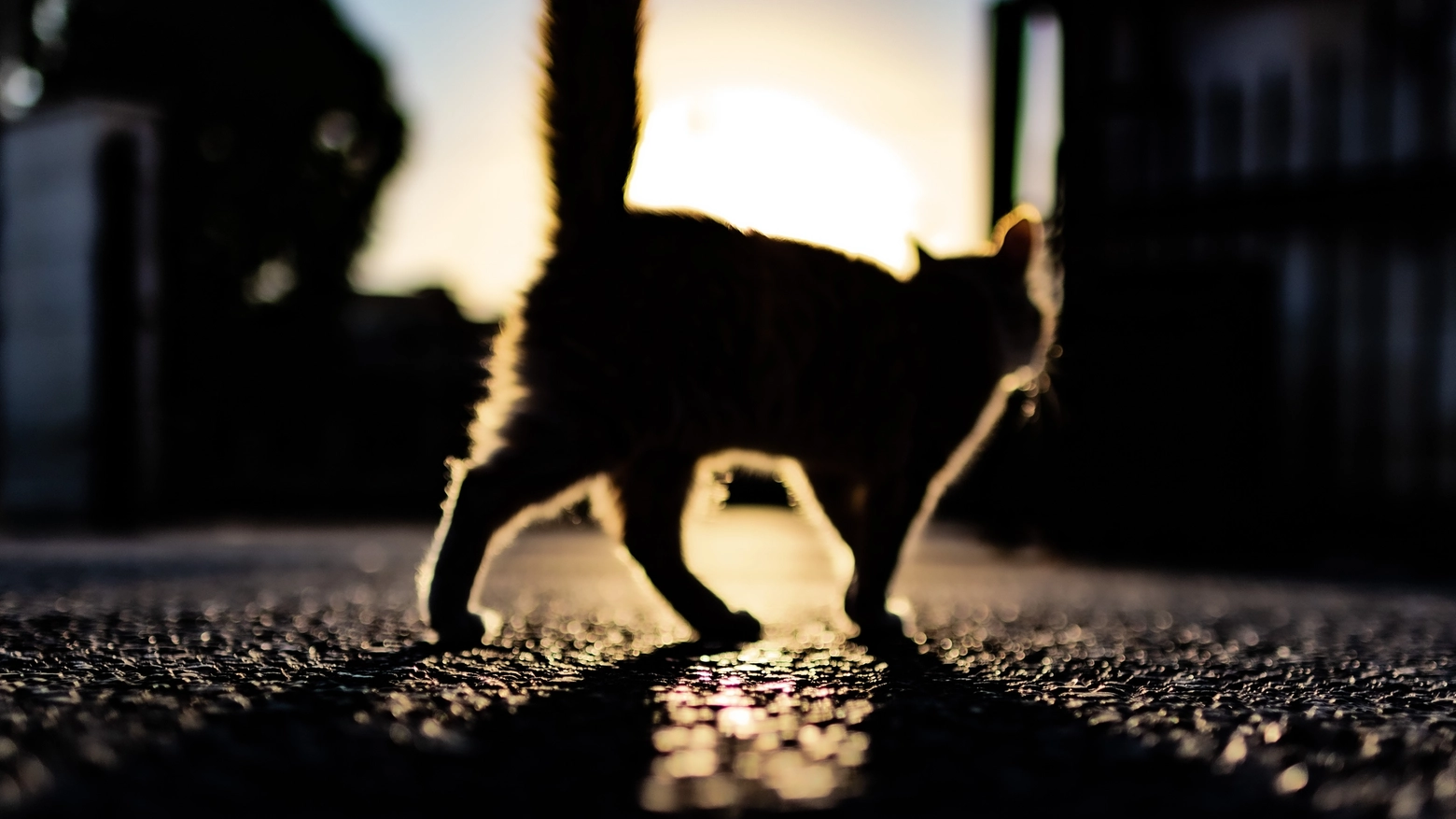 Caiolo, cane ucciso a botte e gatto ridotto in fin di vita