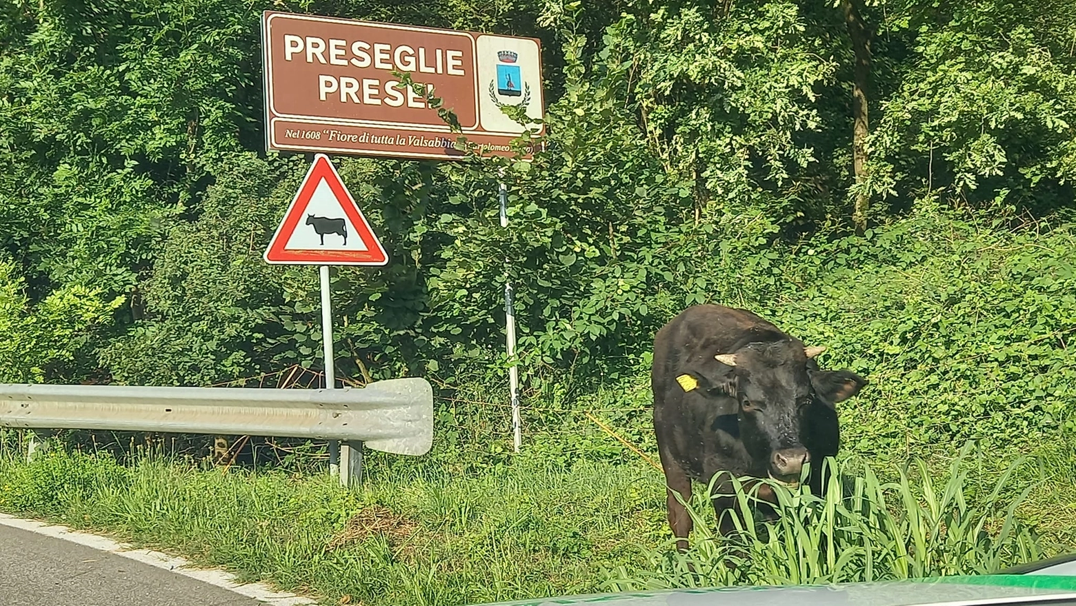 Il toro a bordo strada dopo essere fuggito da un allevamento (Foto Facebook aggregazione Polizia Locale Valle Sabbia)