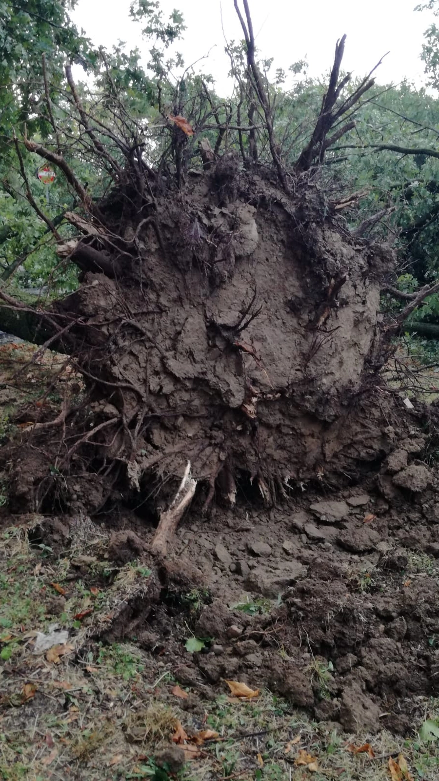 Ett träd föll i Milano-området