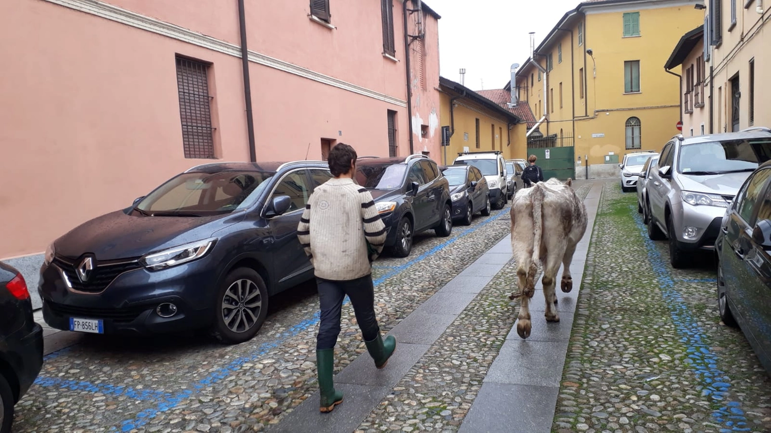 La mucca in centro a Pavia