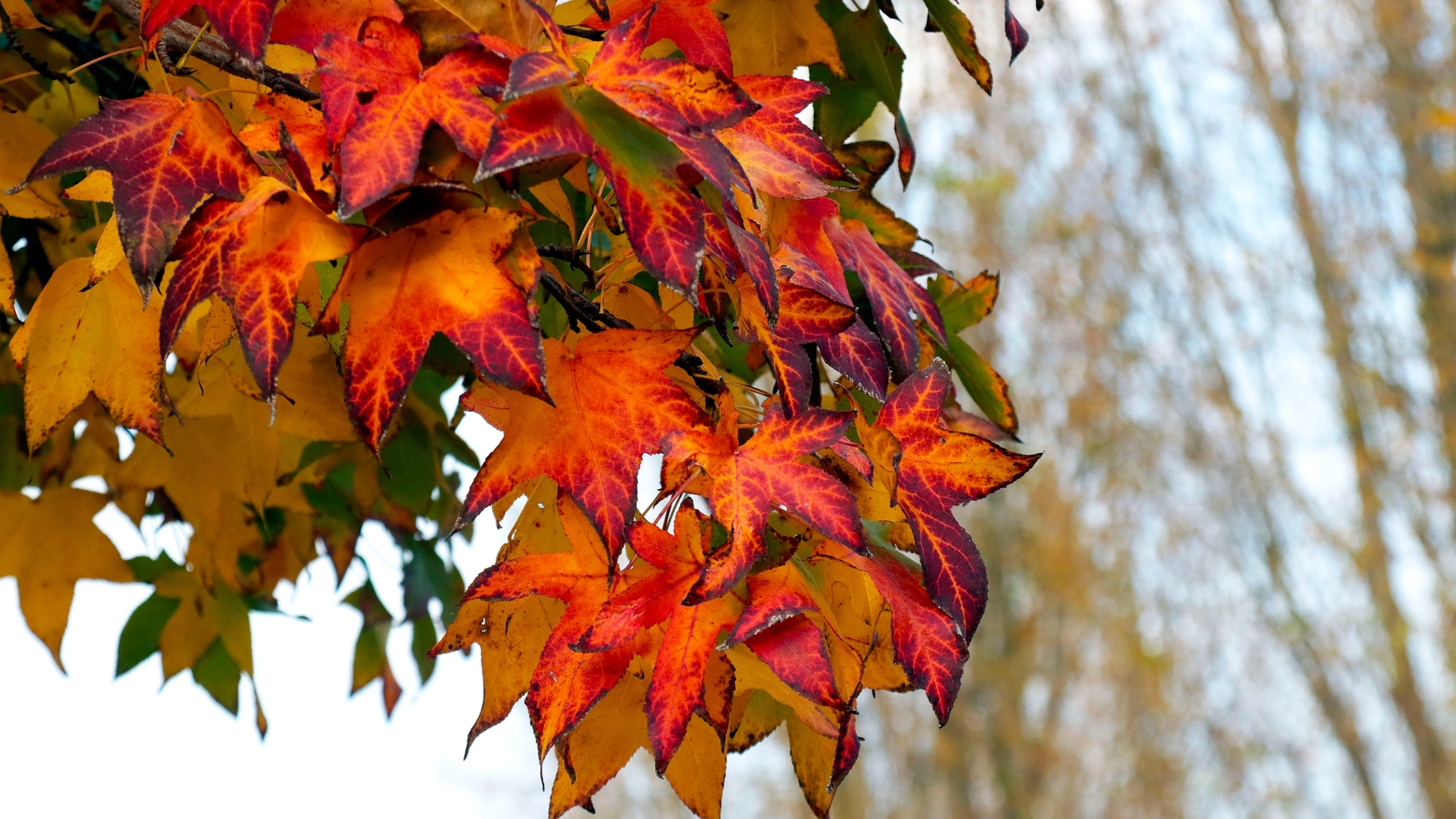 La stagione delle foglie (foto Germogli)
