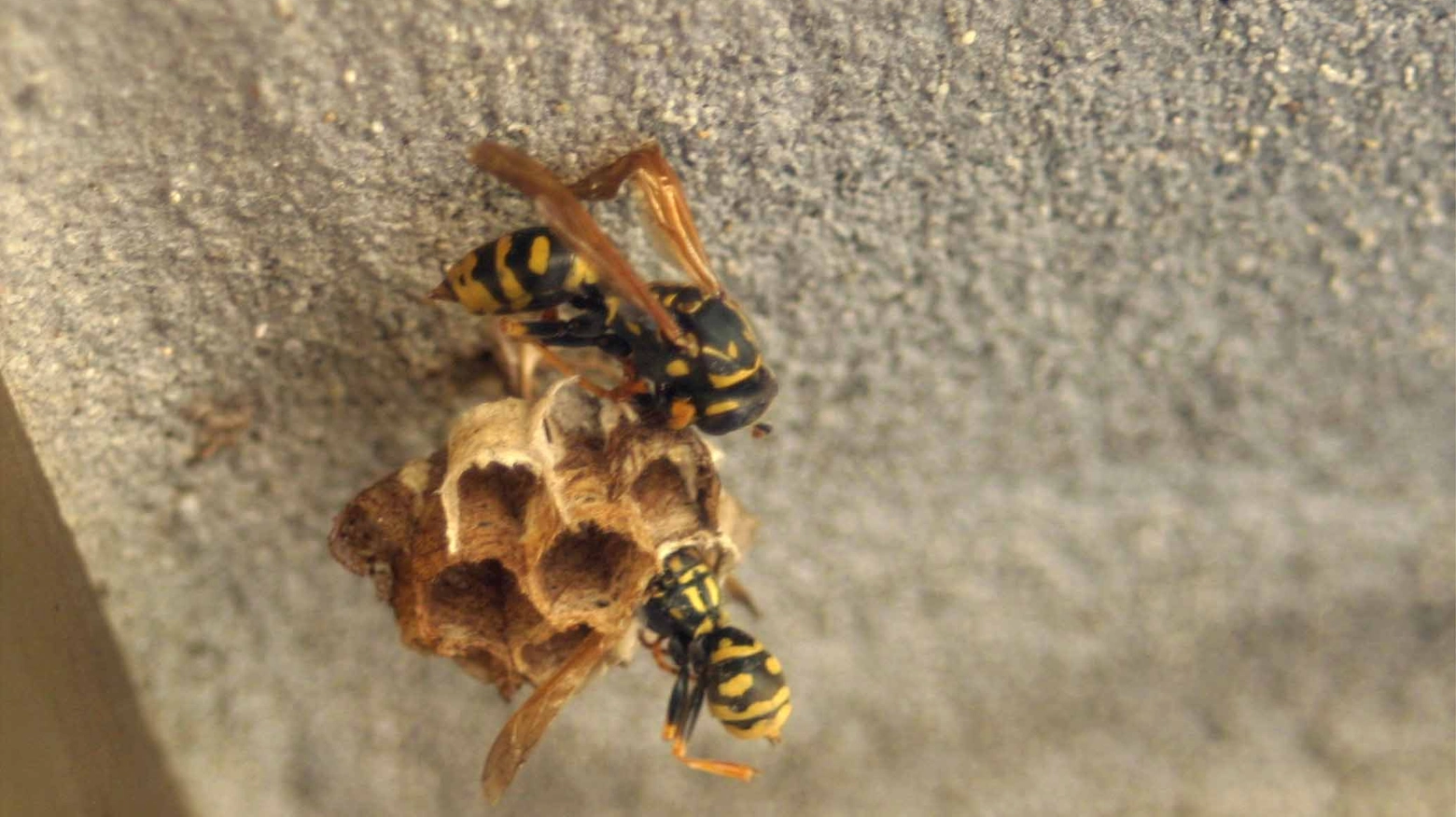 Un nido di vespe (Immagine di repertorio Pressphoto)