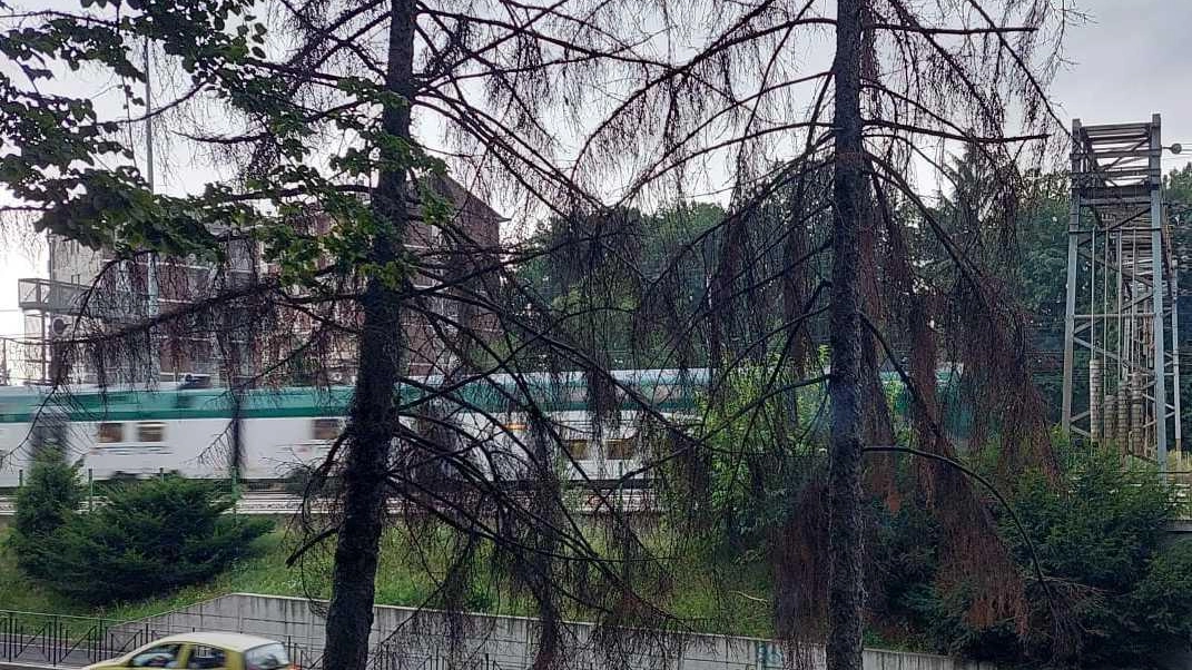 Potatura e rimozione alberi morti e pericolosi a Novate Milanese
Potatura e rimozione alberi morti e pericolosi a Novate Milanese