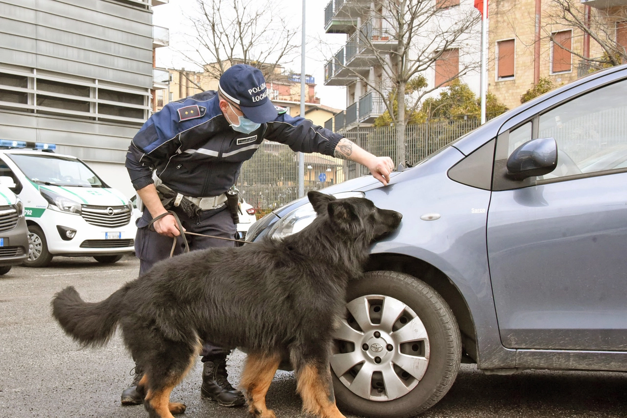 Tenai, il cane antidroga della Polizia locale di Bergamo