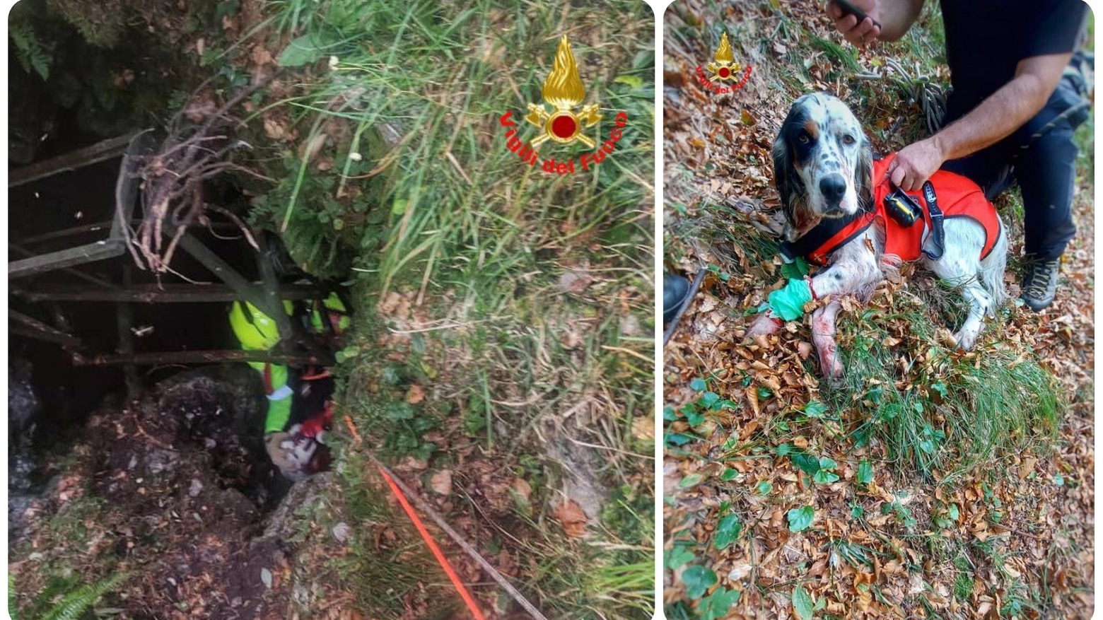 Il cane Kim salvato dopo essere caduto in una forra Il cane Kim salvato dopo essere caduto in una forra