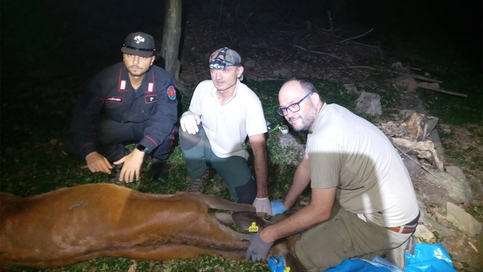 Il salvataggio della cerva ferita da parte della polizia provinciale e dei carabinieri forestali