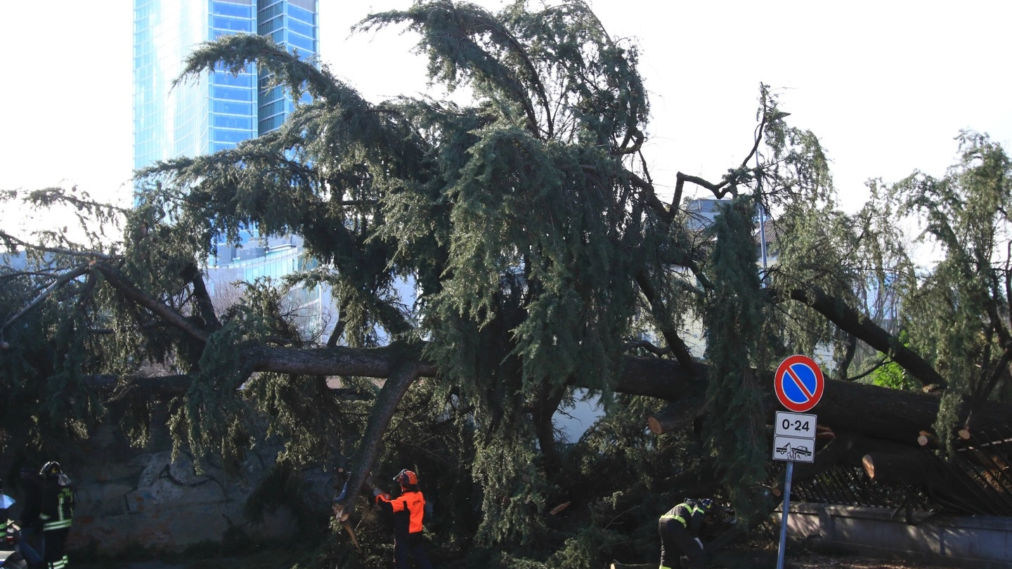 Un grosso albero caduto per il vento a Milano