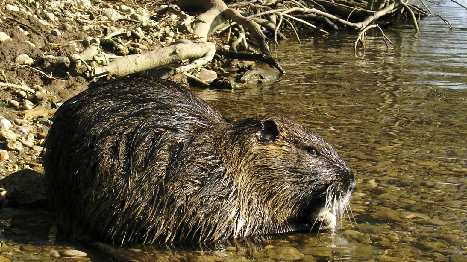 Una nutria (De Pascale) Una nutria (De Pascale)
