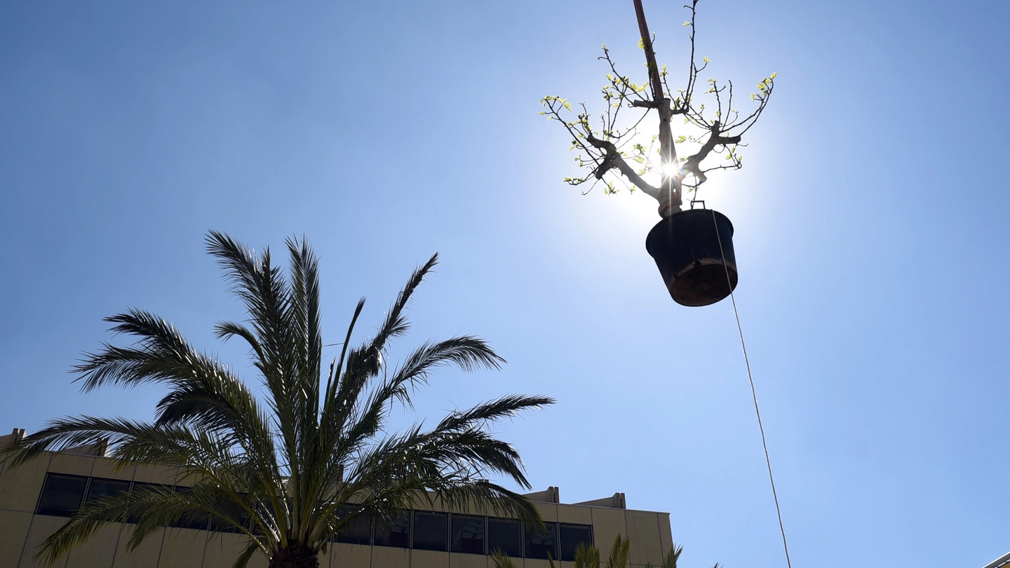 Gli operai calano con le gru gli alberi nel padiglione del Barhain. Ultimi preparativi prima dell’inaugurazione