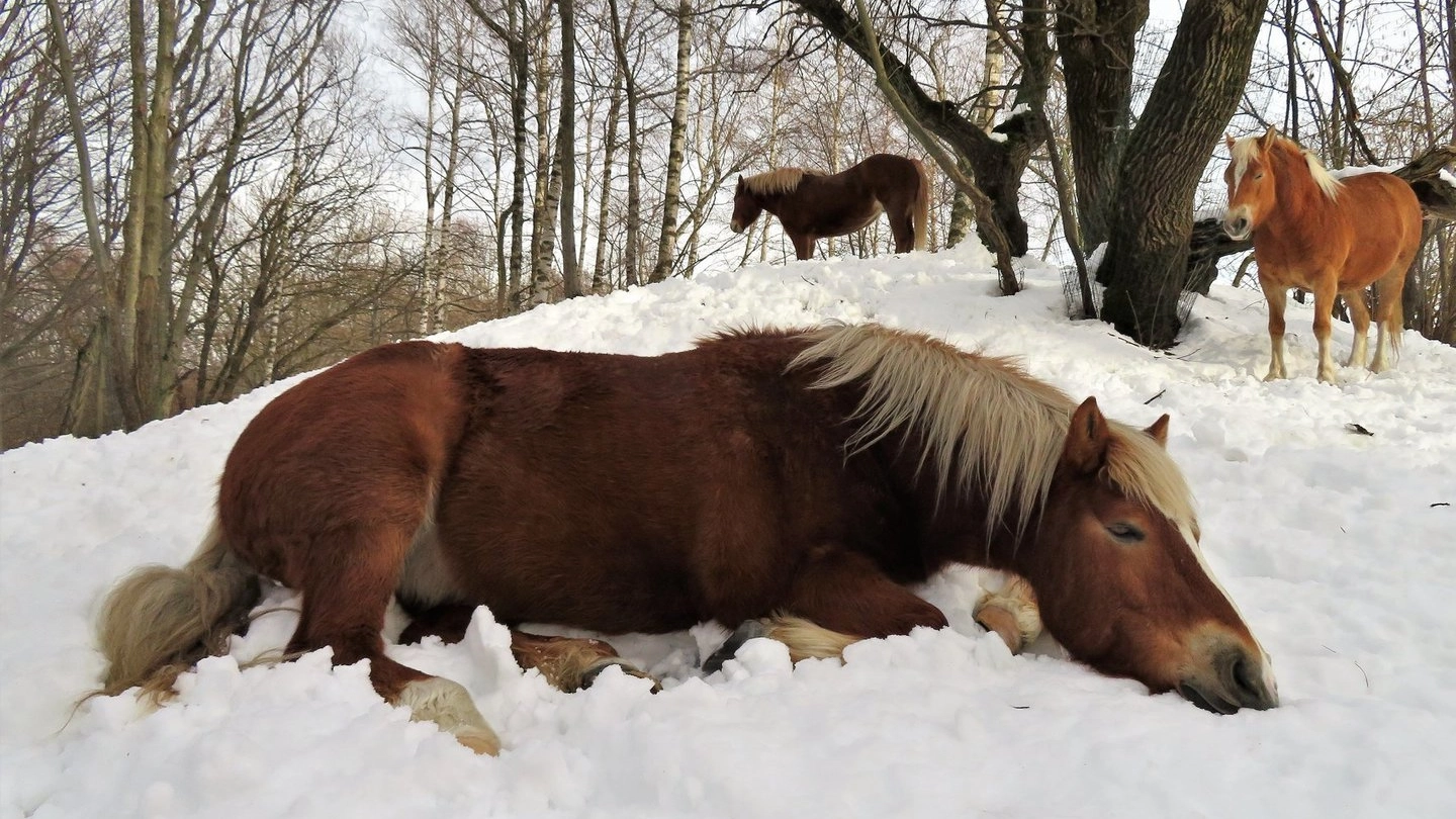 I cavalli del Monte Bisbino