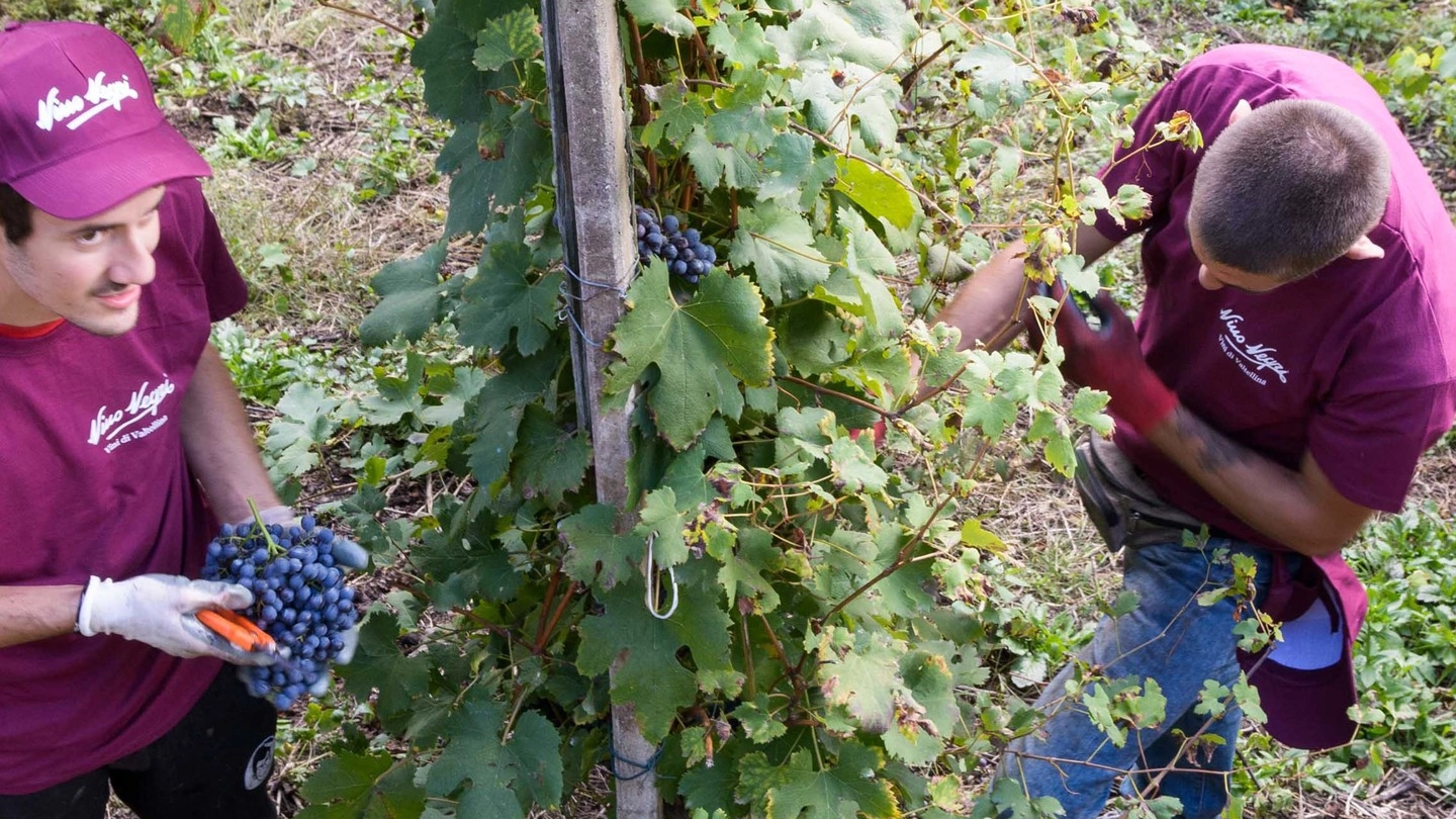 Raccolta dell’uva in un vigneto della Valtellina, nel territorio di Chiuro