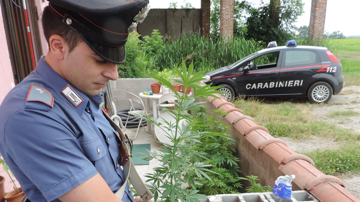 Le piante di marijuana sequestrate a Castelnovetto