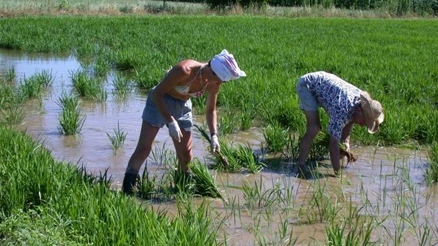 Allarme per la produzione di riso