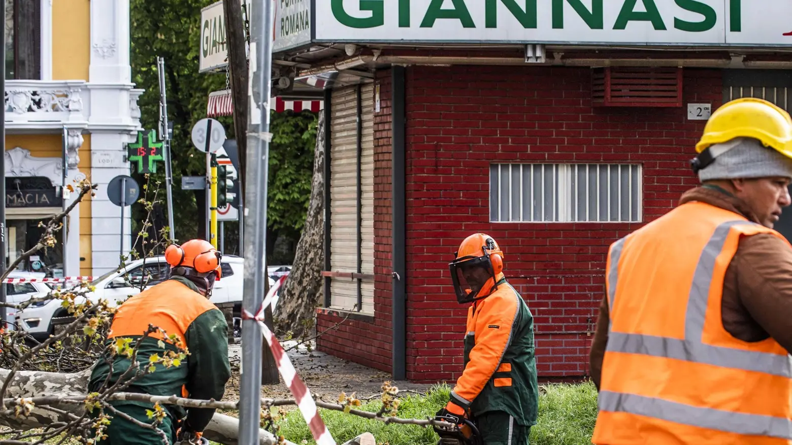 Addio al platano secolare Il rimpianto dei residenti Addio al platano secolare Il rimpianto dei residenti