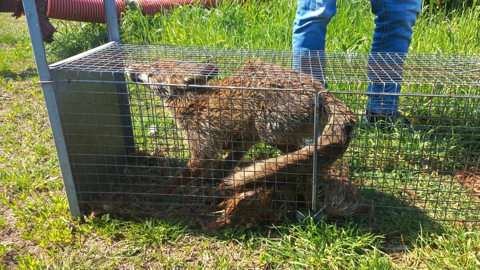 La volpa era rinchiusa in una gabbia vietata dalla legge