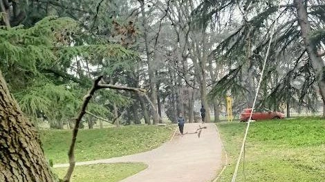 Il verde ai raggi X I 10mila alberi di Legnano hanno superato il test Il verde ai raggi X I 10mila alberi di Legnano hanno superato il test
