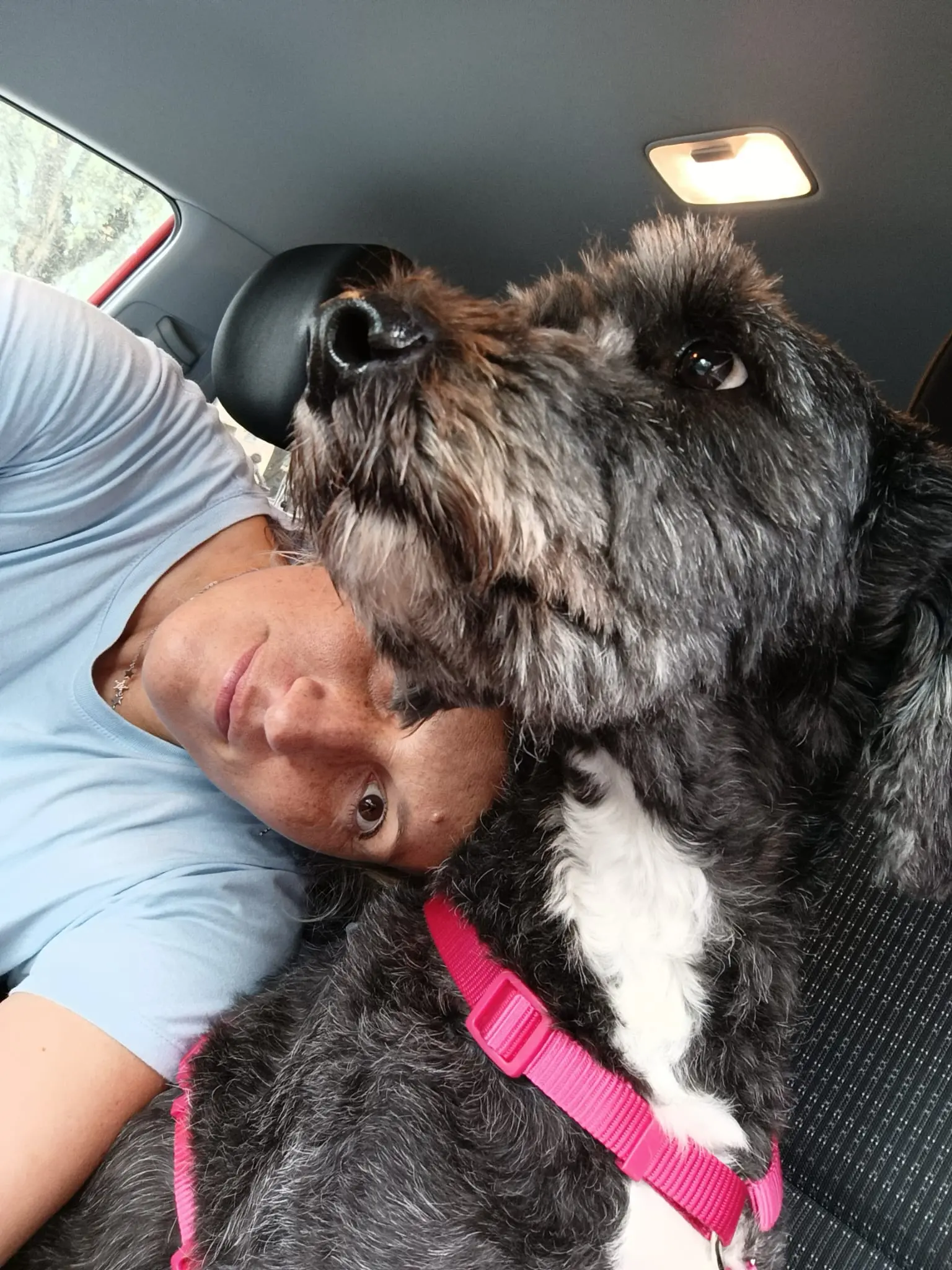 Cagnolina in overdose. "Ha mangiato cocaina e marijuana nascoste nel verde dai pusher"