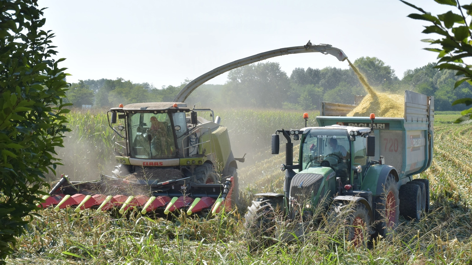 Un trattore in un campo di mais
