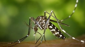 Zanzare, le nemiche dell'estate