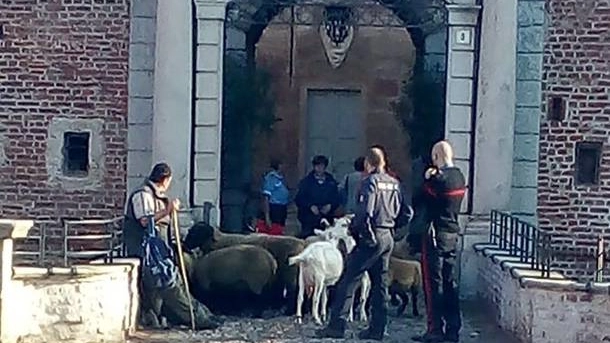 La protesta con le pecore davanti al municipio di Fagnano Olona (foto Facebook)