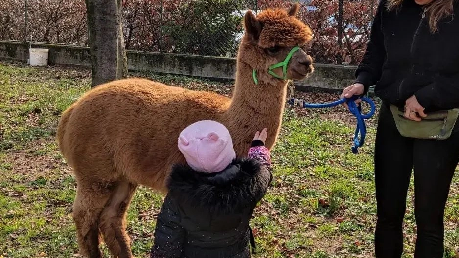 Uno dei piccoli alpaca della Fattoria di Marta