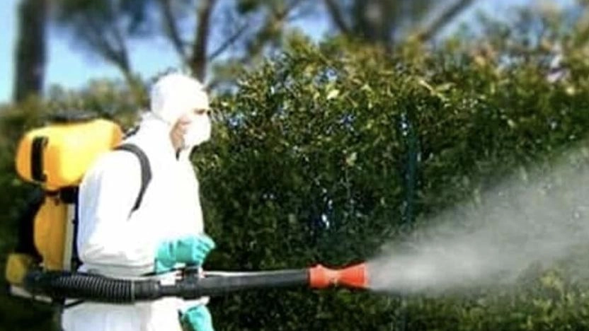 Il virus della zanzara Aedes Dengue, rischio di contagi Boom di pulizie straordinarie Il virus della zanzara Aedes Dengue, rischio di contagi Boom di pulizie straordinarie