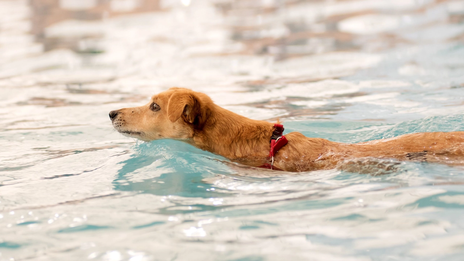 Cane in acqua (Archivio) Cane in acqua (Archivio)