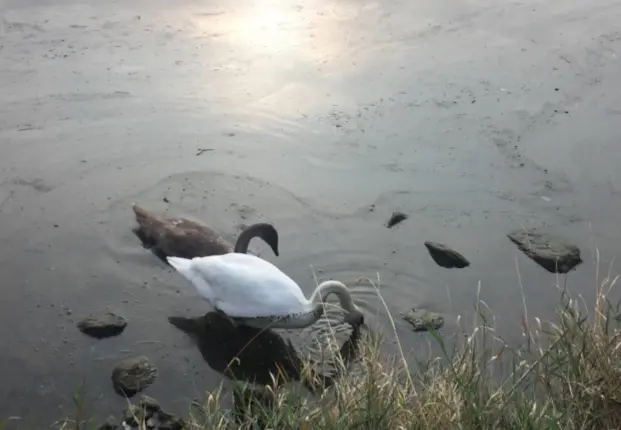 Lago di Garlate inquinato, i cigni nuotano nell'olio