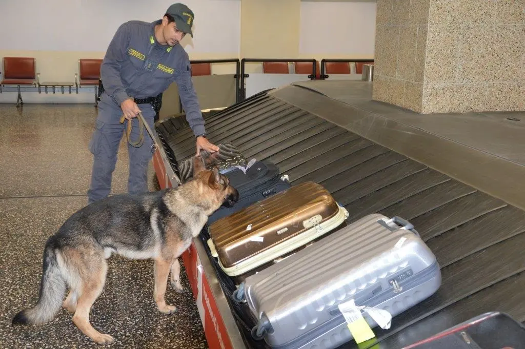 Cocaina dalla Repubblica Dominicana a Malpensa, sgominata banda di trafficanti