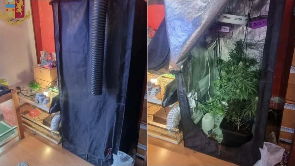 La mini serra casalinga trovata nell'appartamento di via Ornato. A destra, come appare chiusa. A sinistra, cosa nasconde all'interno La mini serra casalinga trovata nell'appartamento di via Ornato. A destra, come appare chiusa. A sinistra, cosa nasconde all'interno