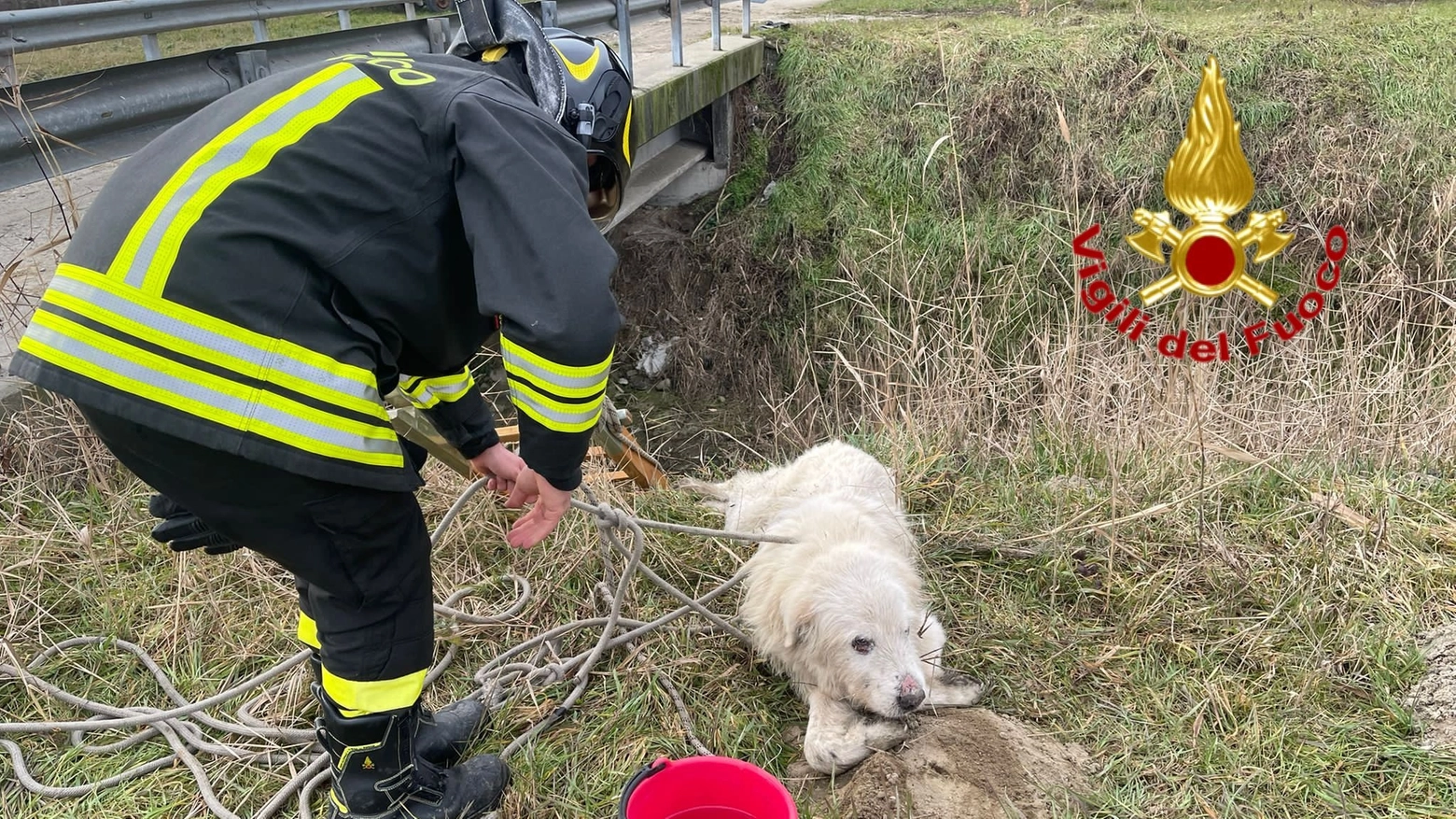 Le operazioni di salvataggio del cane da pare dei pompieri