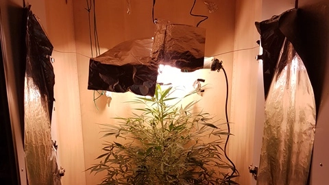 Coltivazione di marijuana nell'armadio