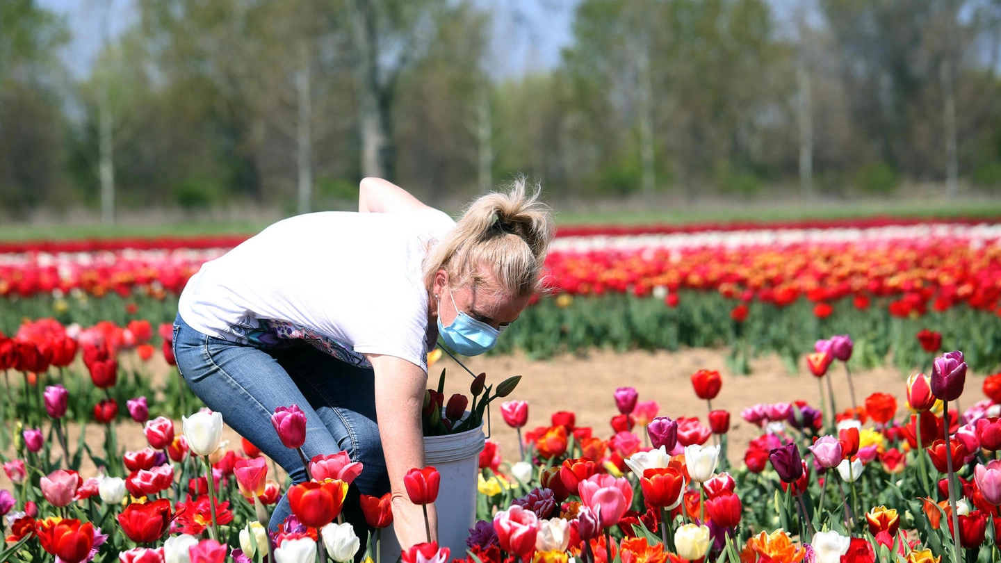 Arese, il campo di tulipani