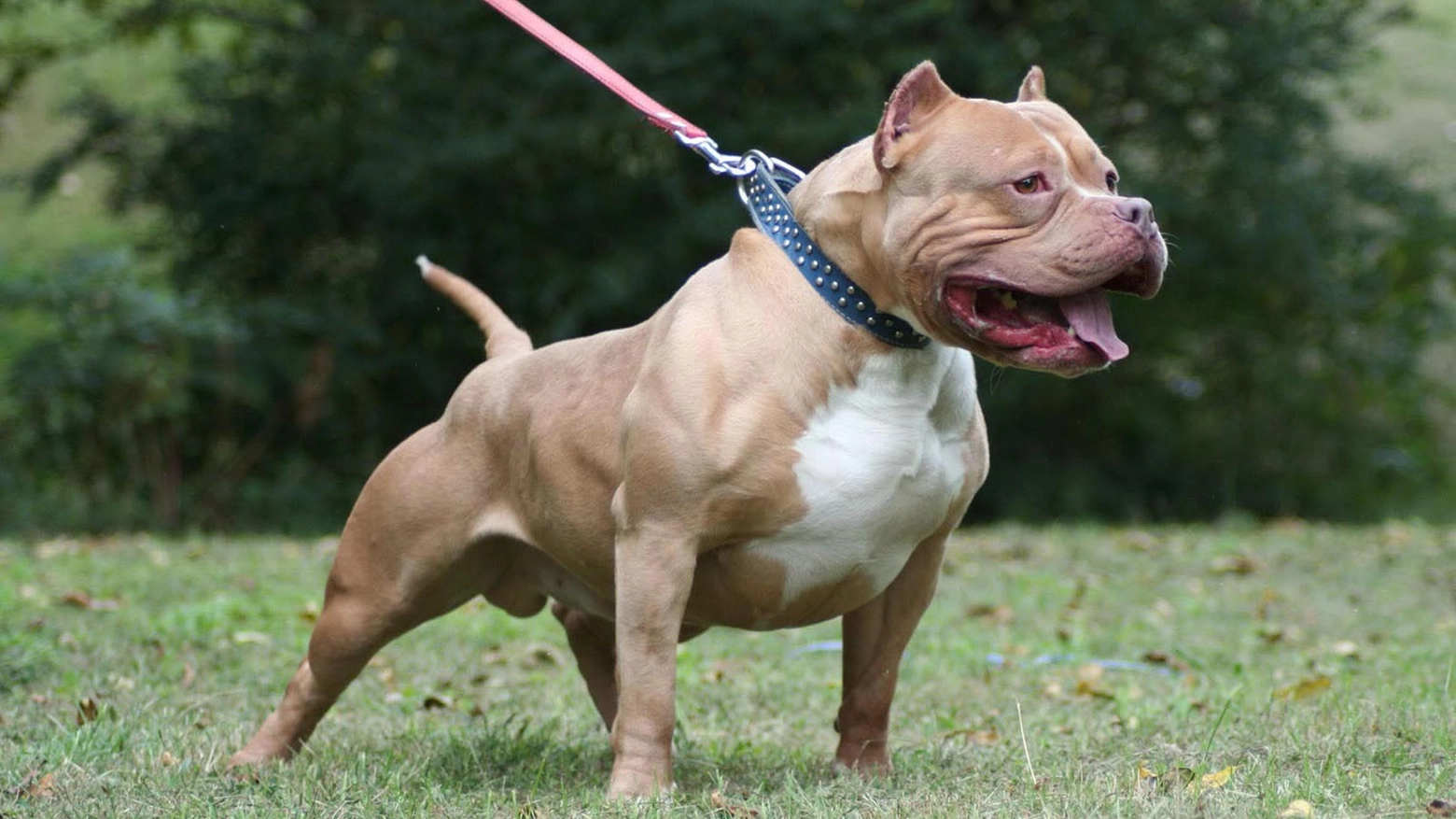 pitbull