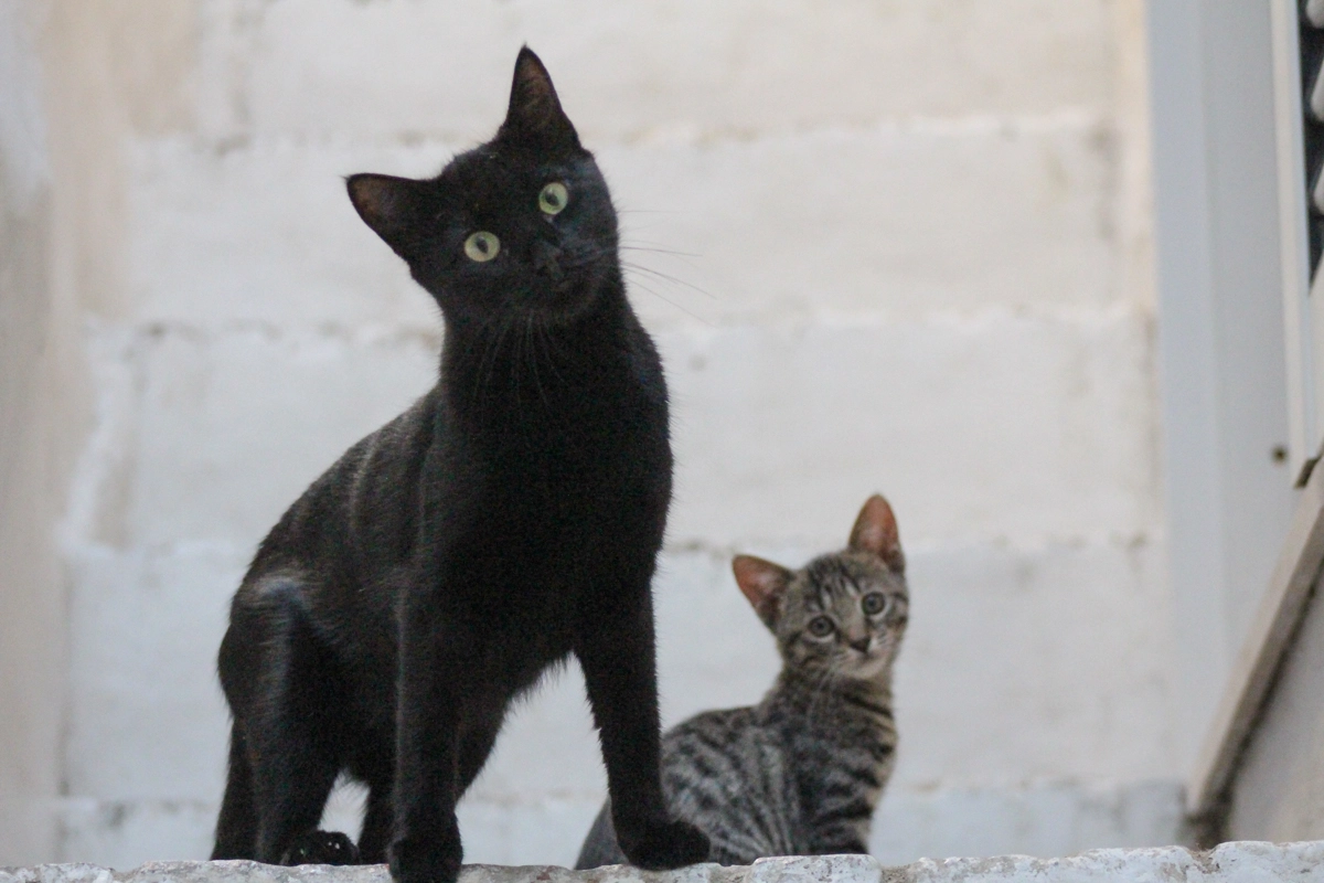 Gatti in una foto L.Gallitto