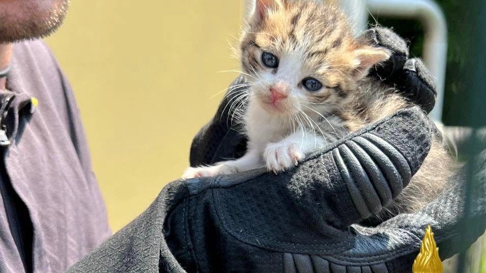 I vigili del fuoco salvano quattro gattini E poi li adottano I vigili del fuoco salvano quattro gattini E poi li adottano